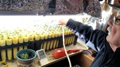 Spruce Seedlings watering